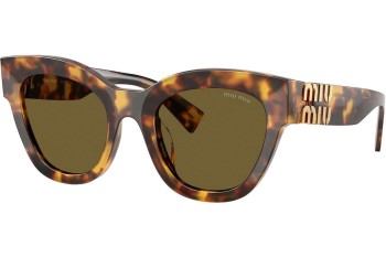 Solbriller Miu Miu MU01YS 14L09Z Cat Eye Havana